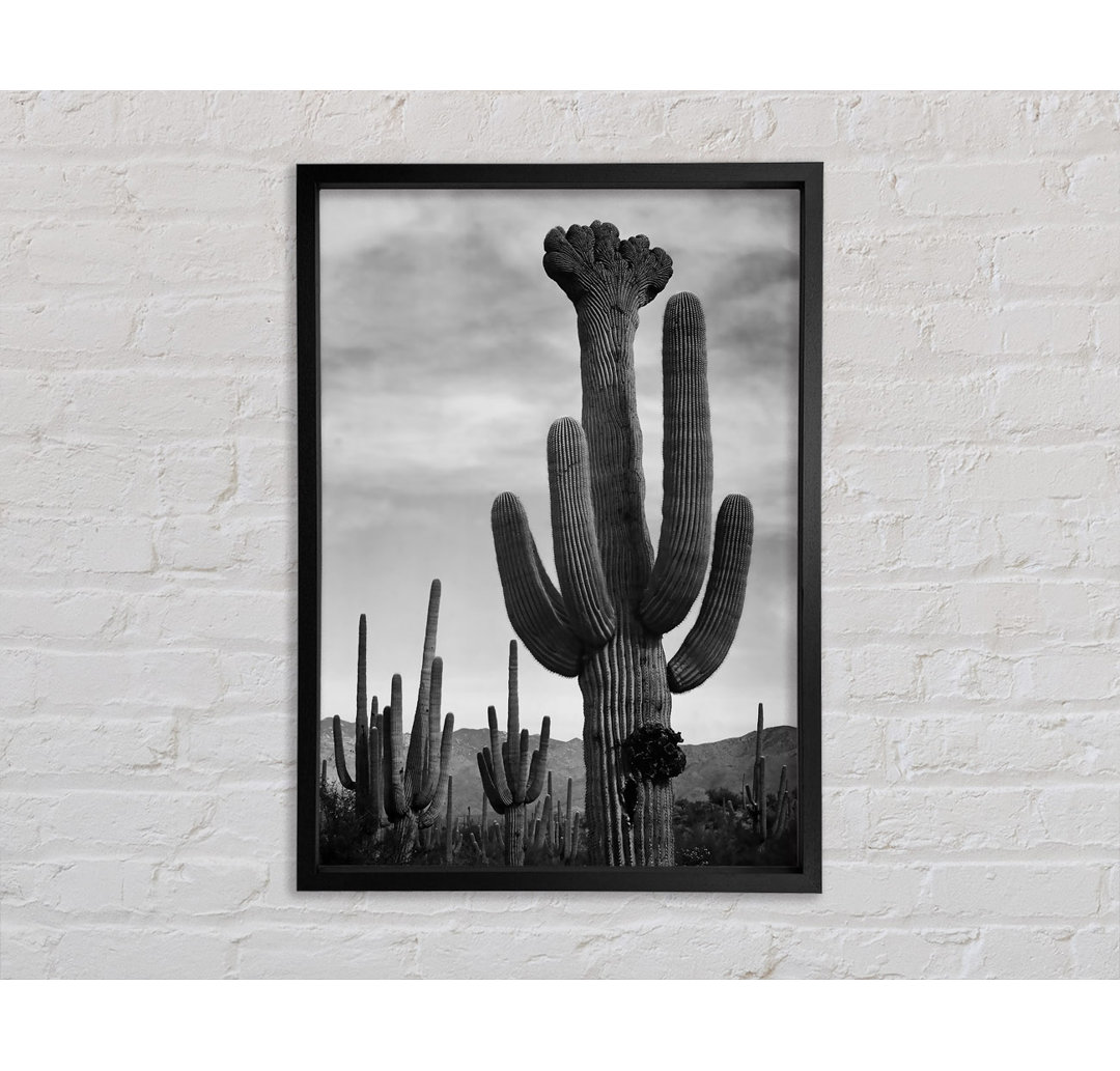 Kaktus im Saguaro National Monument in Arizona B N W von Ansel Adams - Einzelbildrahmen Kunstdrucke auf Leinwand