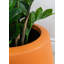 Fausse plante botanique Zamifolia