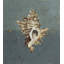 Seashell D Print by Sarah Atkinson-26931704