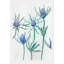 Purple Thistle Print by Jessica Hollander-688417775-688417773