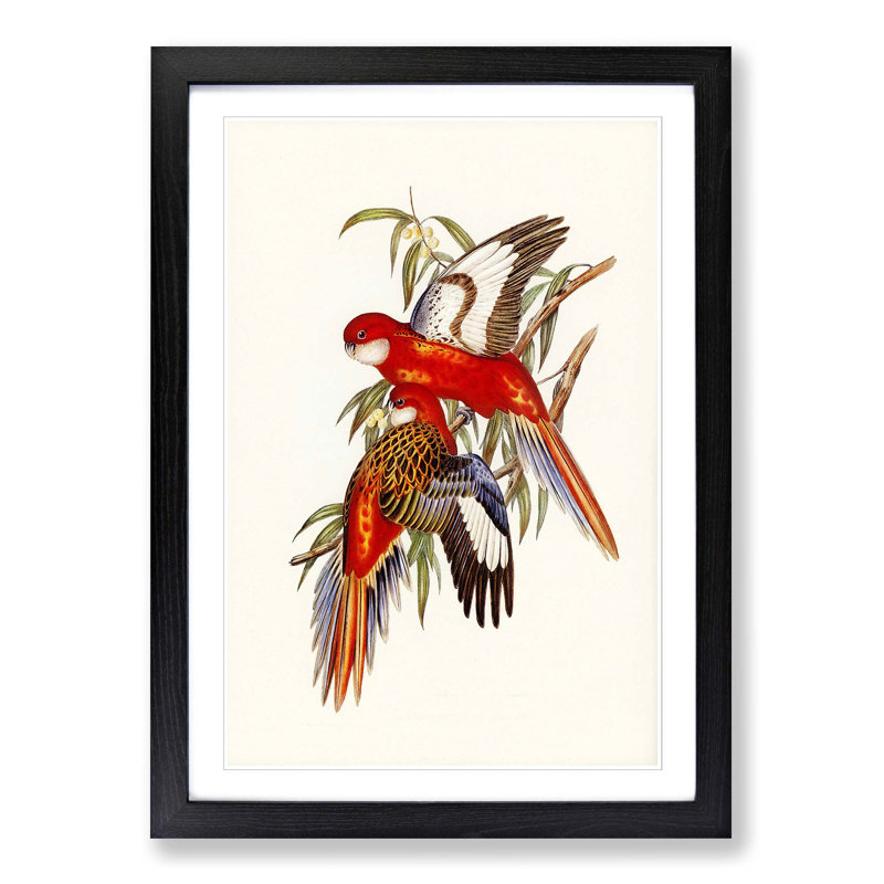 Fiery Parakeets by Elizabeth Gould - Picture Frame Art Print, Black Framed, 65cm H x 48cm W x 2cm D