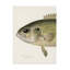 Art sur toile bol, «Sherman F. Denton»-103094955