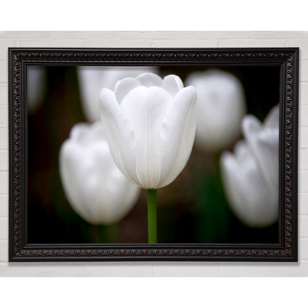 Silver Snowdrop Beauty Gerahmter Druck