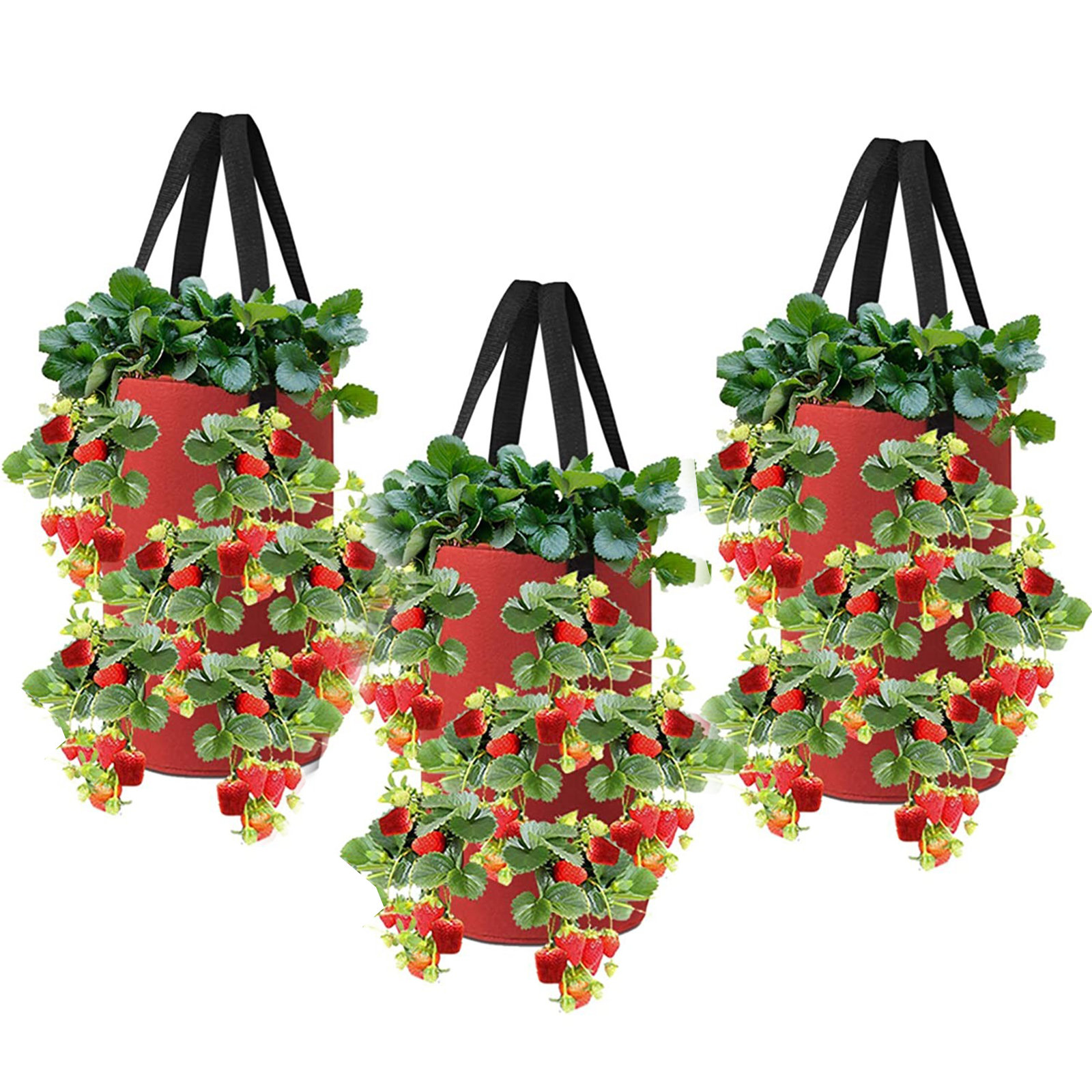 https://assets.wfcdn.com/im/11417735/compr-r85/2361/236105329/hanging-tomato-growing-kit.jpg