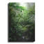 «Misty Rainforest Creek» par Nicklas Gustafsson-522000853