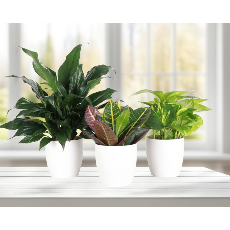Plant in Pot, White