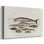 Hoefnagel Sea Vignettes III -Galerie enveloppée Cavas