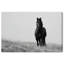 Lone Stallion I Print by Oliver Gal-1449282912-1449282913