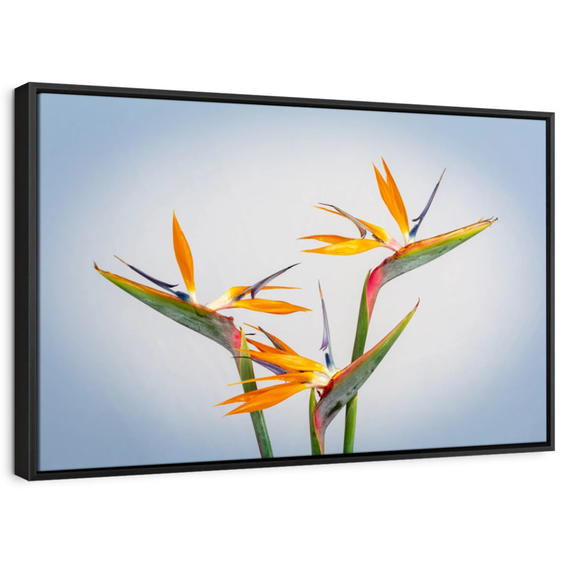 Impression sur toile jaune Strelitzia jaune, H 27 po x l 40 po