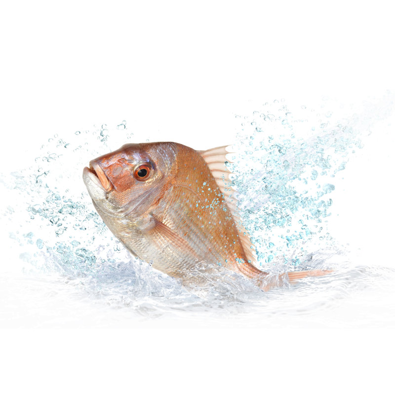 Red Sea Bream by Marucyan - Wrapped Canvas Print, 51cm H x 76cm W x 3.8cm D