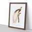 Emperor Bird of Paradise by Jacques Barraband - Picture Frame Painting Print-55539716-55539715