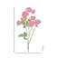 Tige de rose 25 po Ramblin -258401781