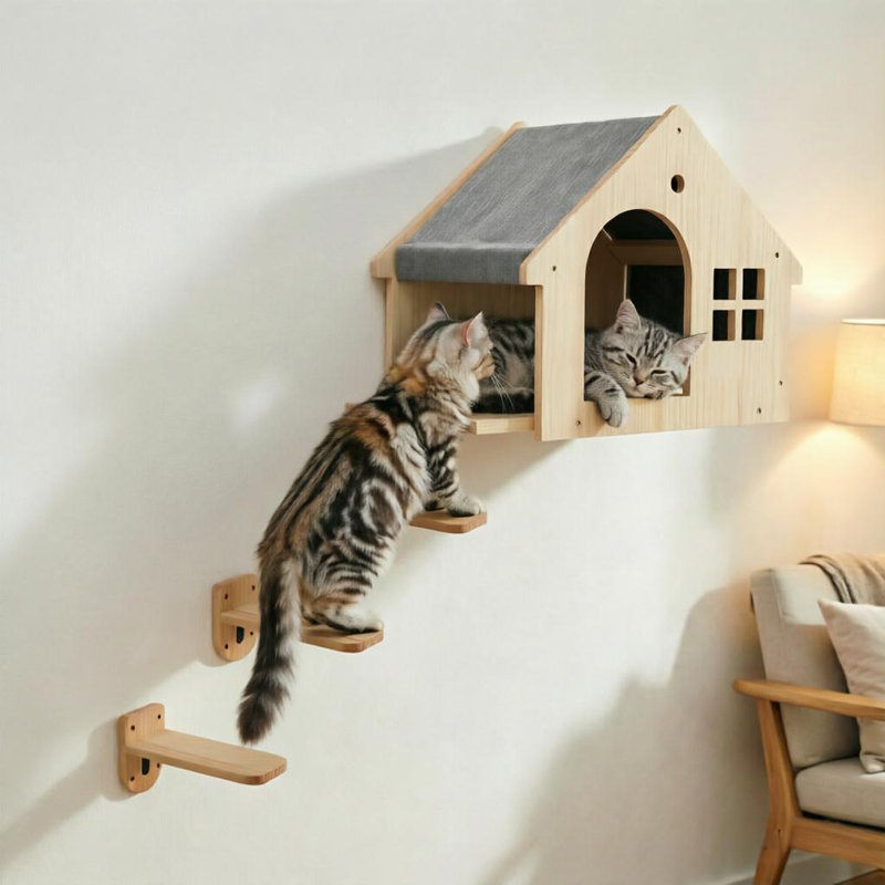 Marches d'escalade avec chat