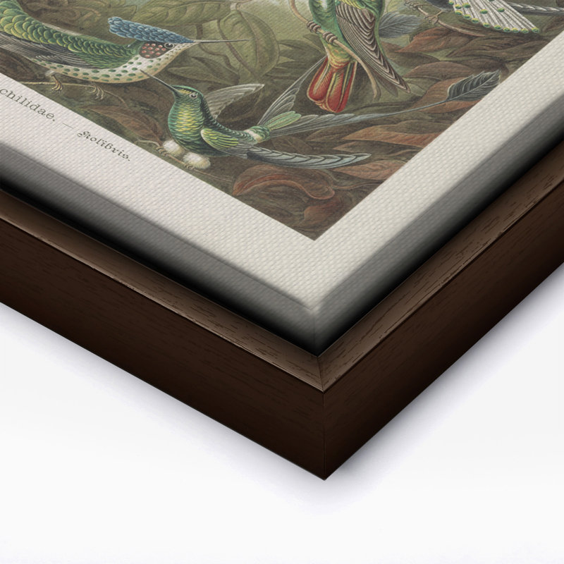 Ernst Haeckel - Colibri, Canvas, 08"H x 10"W, Brown Framed