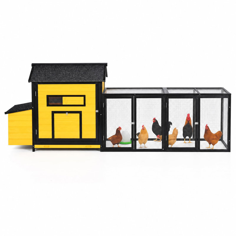 Chicken Coop, Yellow-black