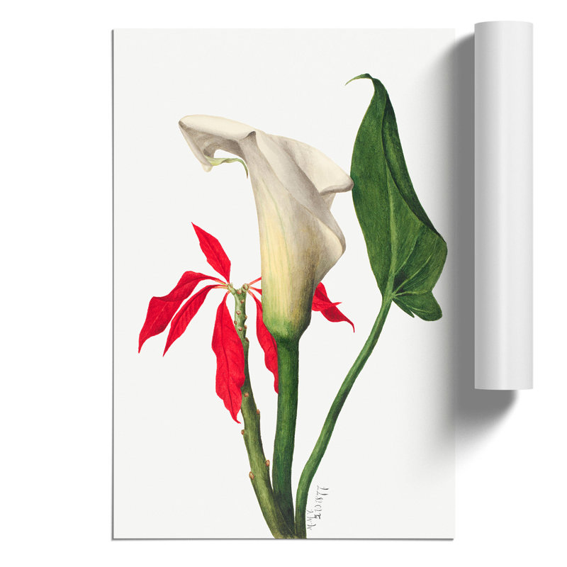 Calla Lily by Mary Vaux Walcott - Frameless Print, 59cm H x 42cm W x 0.1cm D