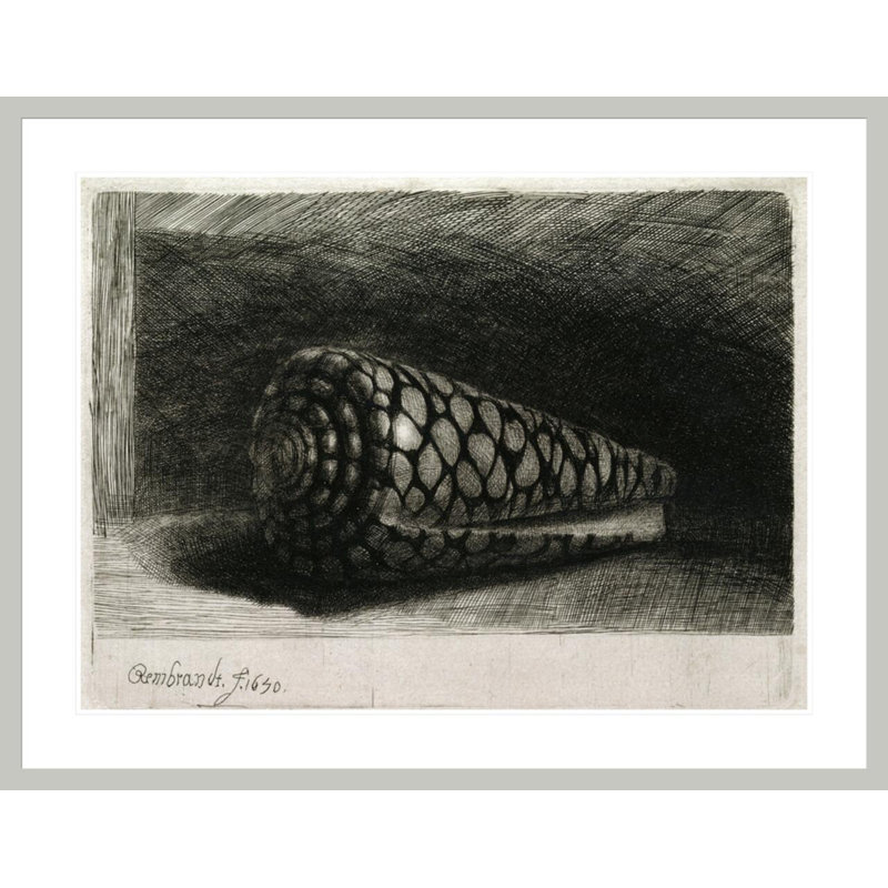 La coquille (Conus Marmoreus) par Rembrandt van Rijn - Estampe numérique encadrée, H 32,42 po x l 41,5 po