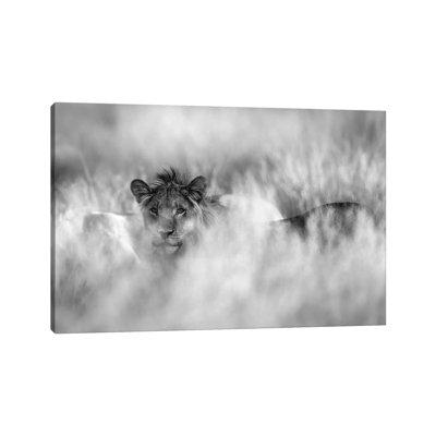 Subtle Mane by Jaco Marx - Wrapped Canvas Print