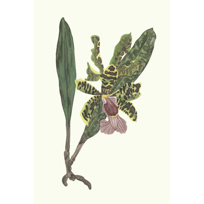 Orchidée II