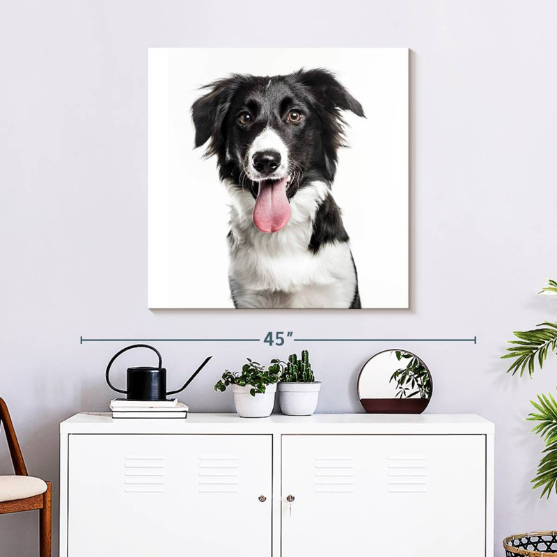 Crowle Border Collie, H 30 po x l 30 po