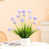 Light Purple selected