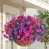 Purple Fuchsia
