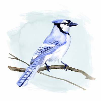 " Coastal Blue Jay I " by Jacob Green Painting Print