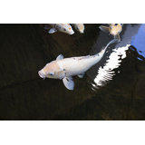 Libert? III Print by Karyn Millet
