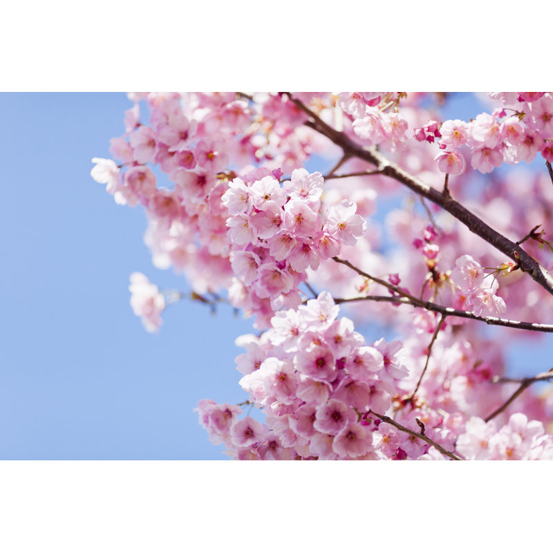 Cherry Blossoms - Wrapped Canvas Print, 81cm H x 122cm W x 3.8cm D