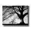 «Oak Silhouette» par PhotoINC Studio-526052630