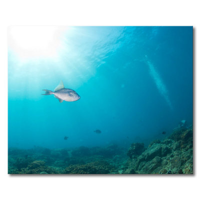 Stretched On Wooden Frame Print on Canvas