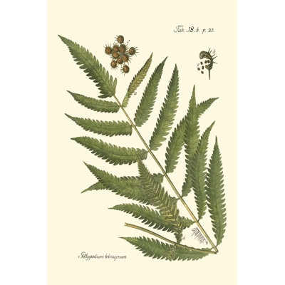 Small Antique Fern II 1 Piece Wrapped Canvas Wall Art