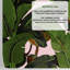 Aada Pink Banana Leaves Wallpaper