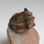 Genuine Ceratarges Spinosus Trilobite On Matrix From Morocco (79.3 Grams)