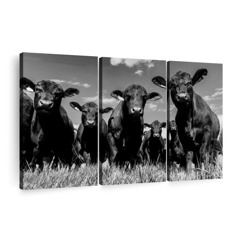 " Monochrome Angus Cows " 3 - Pieces, 24" H x 38" W x 1.25" D
