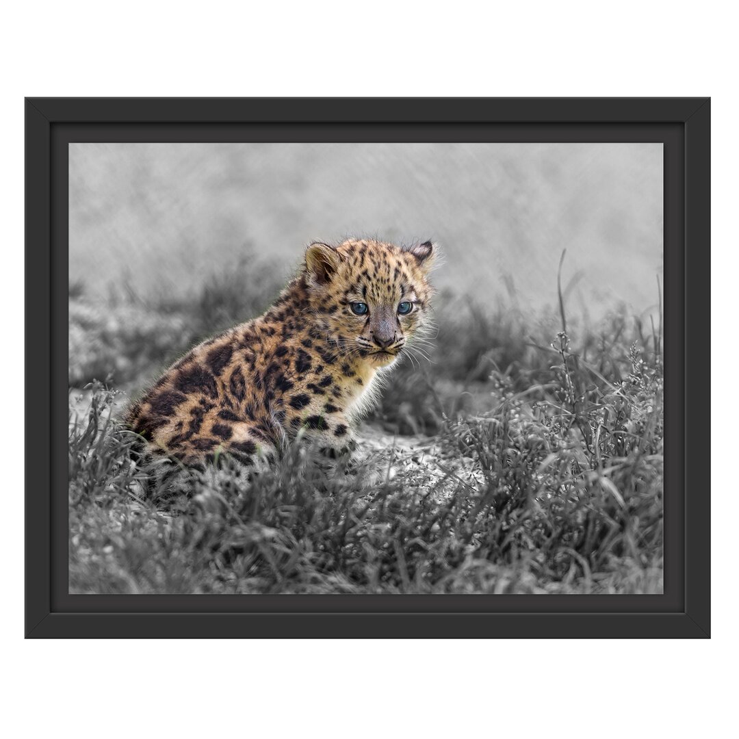 Gerahmter Fotodruck Junger Leopard im Gras