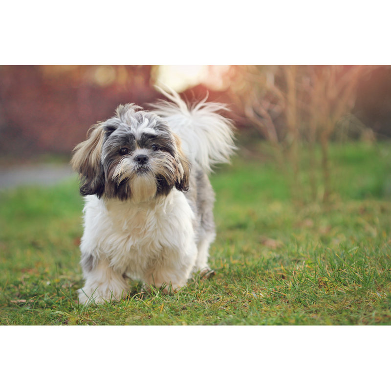 Shih Tzu by Elenasendler - Wrapped Canvas Print, 61cm H x 91cm W x 3.8cm D