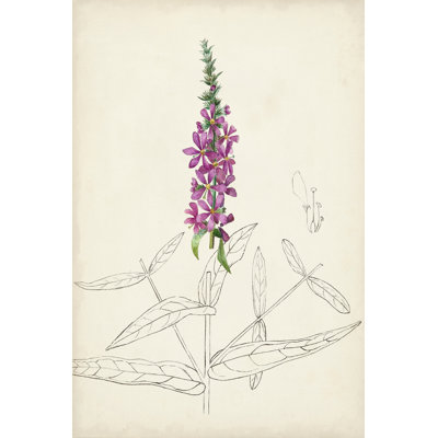 Botanical Sketches V - Graphic Art Print