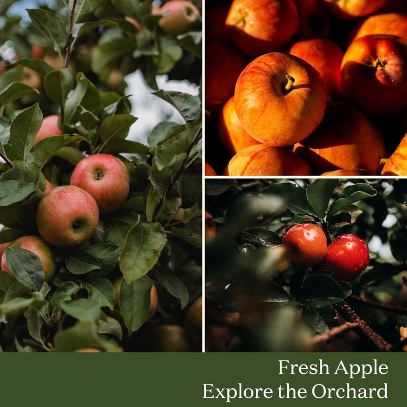 Bougie parfumée Fruit