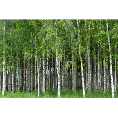 Birch Trees - Photographie sur toile tendue