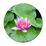 Purple Lotus Lilly Pads Print