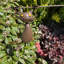 Isiah Animals Metal Garden Statue