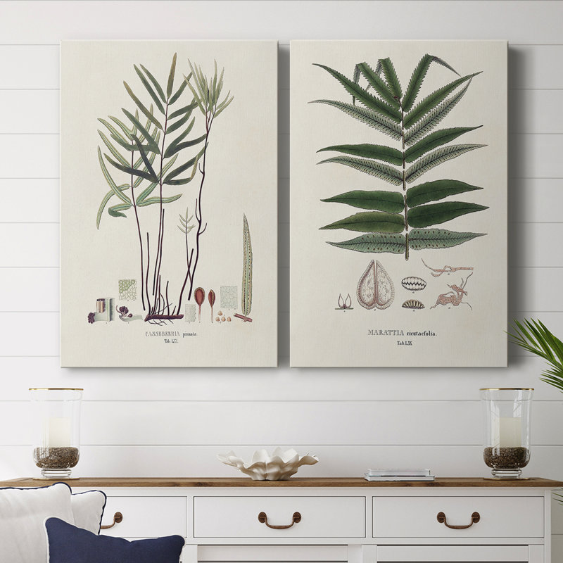 Toile tendue avec galerie Botanical Society Ferns, H 12 po x l 16 po