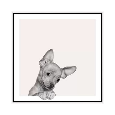 " Sweet Chihuahua " by Jon Bertelli
