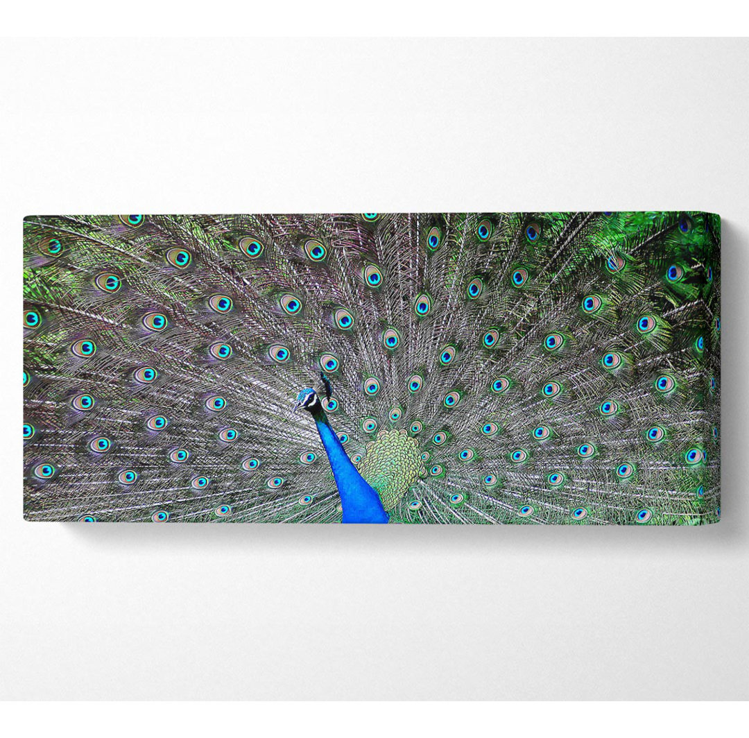 Indischer Pfau Panoramaleinwand