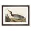 Bemaculated Duck by John Audubon - Framed Print-55466140-55466141