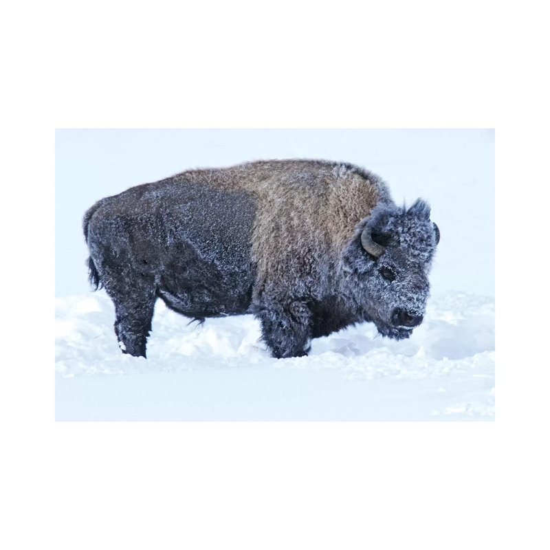 Snow Bison by Brian Wolf - Wrapped Canvas Print, 20.32cm H x 30.48cm W x 1.91cm D