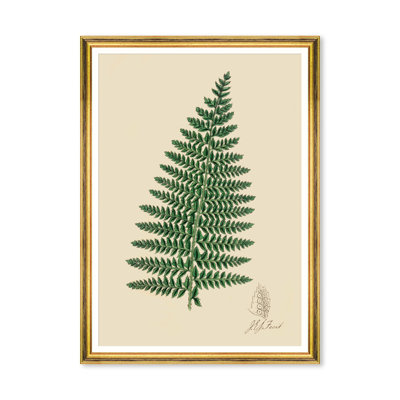 FERNS I