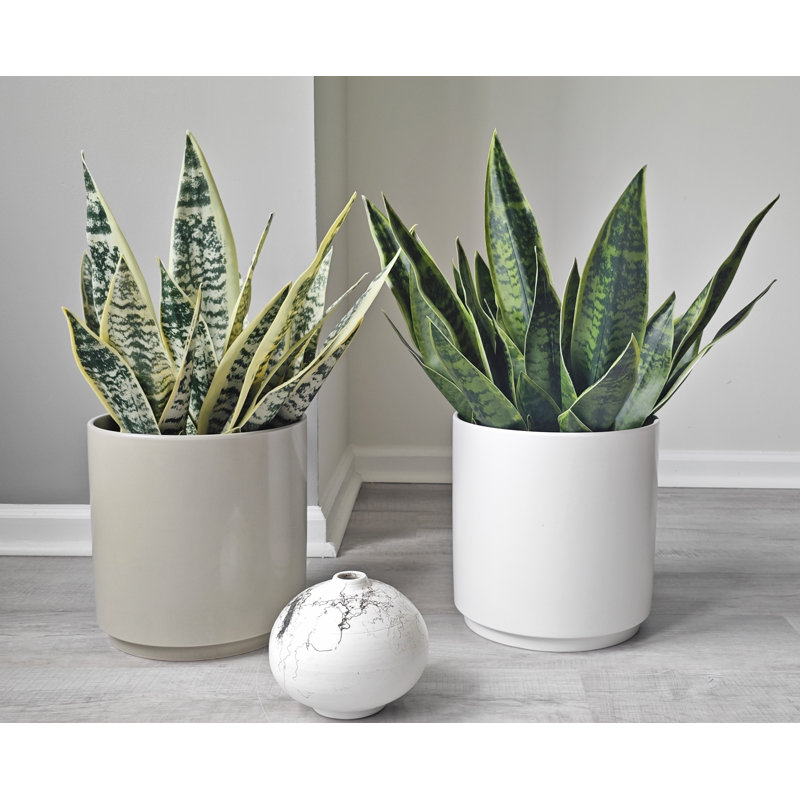 Berel Handmade Ceramic Pot Planter, Gray