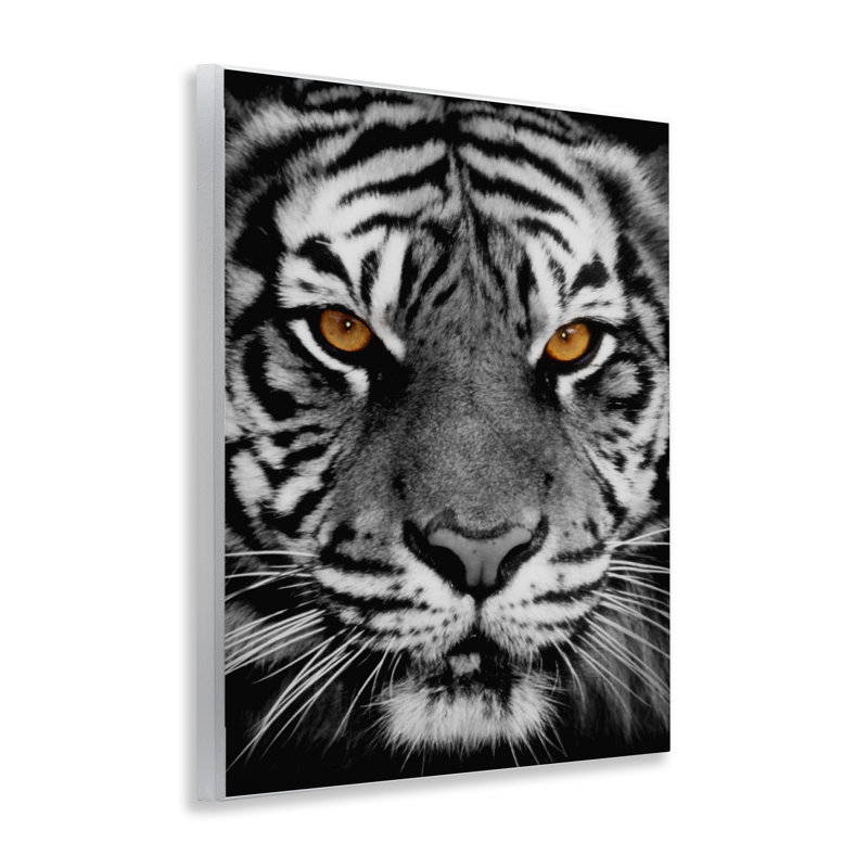 «Tigre féroce» par Danita Delimont
